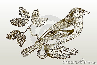 Common chaffinch fringilla coelebs sitting on a branch Vector Illustration