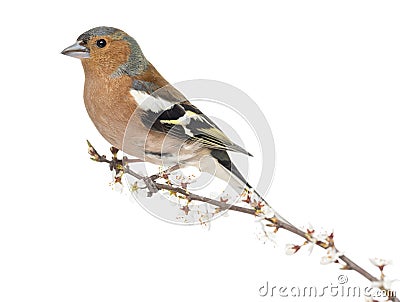 Common Chaffinch perched on branch Stock Photo