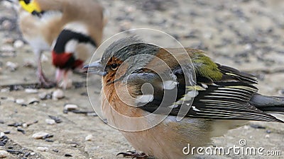 Common chaffinch sick Trichomoniasis Canker Fat finch in UK Stock Photo