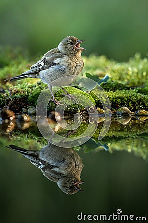 Common chaffinch sitting on lichen shore of pond water in forest with bokeh background and saturated colors, Hungary, bird reflect Stock Photo