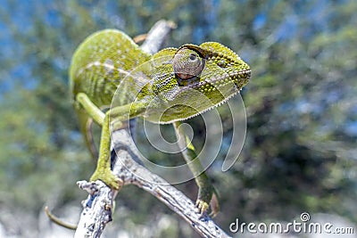 Common Chameleon Chamaeleo chamaeleon, Madagascar Stock Photo