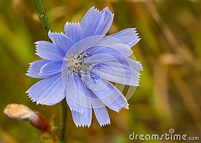 Common chicory blue flowers blossom, macro. Wild herbal plant closeup Stock Photo