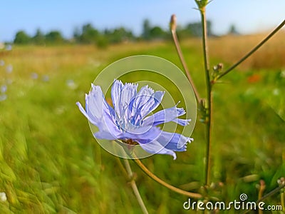 Common chicory (Cichorium intybus) is a somewhat woody, perennial herbaceous plant of the daisy family Asteraceae Stock Photo
