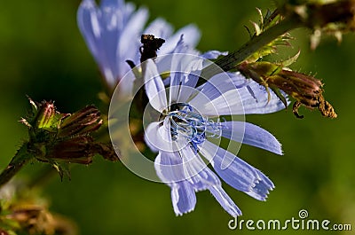 Common chicory flower in bloom Stock Photo