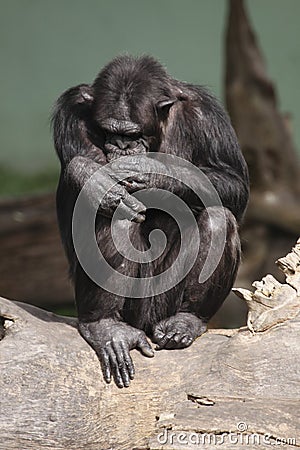 Common chimpanzee Stock Photo