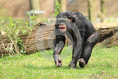 Common chimpanzee Stock Photo