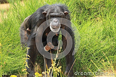 Common chimpanzee Stock Photo