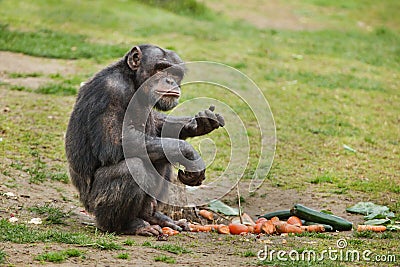 Common chimpanzee Pan troglodytes Stock Photo