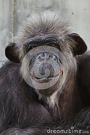 Common chimpanzee Pan troglodytes Stock Photo