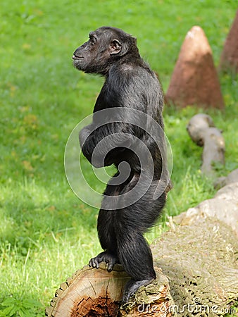 Common chimpanzee (Pan troglodytes) stay Stock Photo