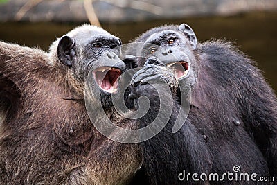 Common Chimpanzee sitting next in love. Stock Photo