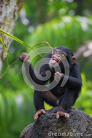 Common Chimpanzee Stock Photo