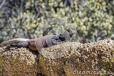 Common Chuckwalla Sauromalus ater adult male lounging on a rock, Joshua Tree National Park, California Stock Photo