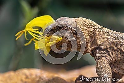 Common Chuckwalla eating a Flower Stock Photo