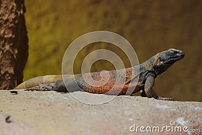 the common chuckwalla (Sauromalus ater) in a natural habitat Stock Photo