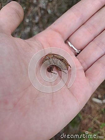 Common cicada shell molted and held in human hand Stock Photo