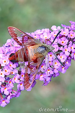 Common Clearwing Moth Stock Photo