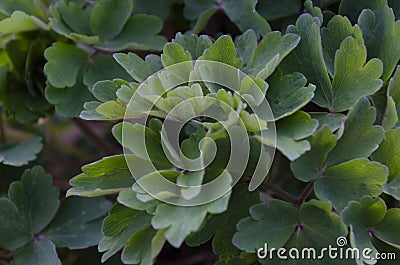 Common columbine leaves - Latin name - Aquilegia vulgaris Stock Photo