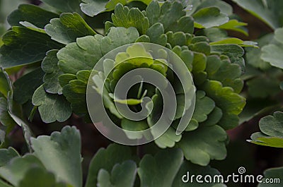 Common columbine leaves - Latin name - Aquilegia vulgaris Stock Photo