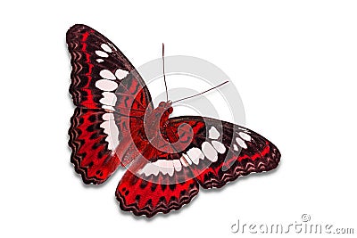 Common Commander butterfly Stock Photo