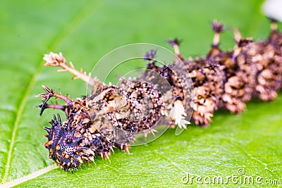 Common Commander caterpillar Stock Photo