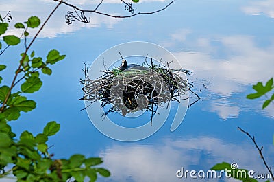 Common coot bird nest on water Fulica Atra Stock Photo