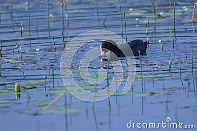 Single common coot bird, natural nature Stock Photo