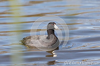 Common coot bird Stock Photo