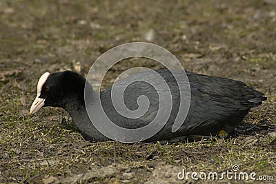 Common Coot (Fulica atra) Stock Photo