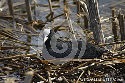 Common Coot (Fulica atra) Stock Photo