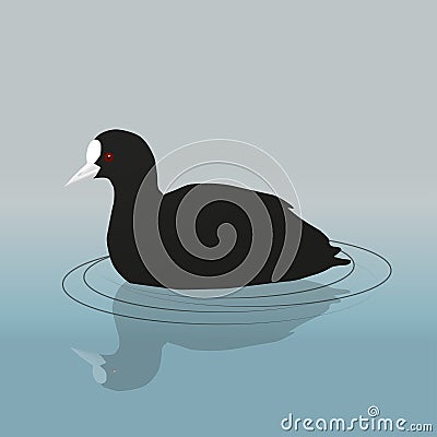 Common coot Vector Illustration