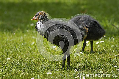 Common Coot young Stock Photo