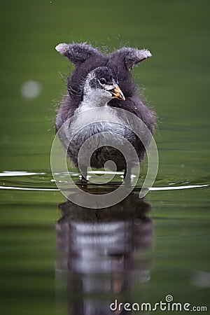 Common Coot Stock Photo