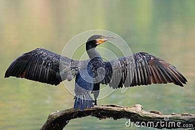 Common cormorant Stock Photo