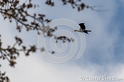 Common cormorant bird looking for prey Stock Photo