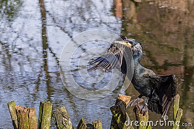 Common cormorant dries the plumage resting on branches Stock Photo