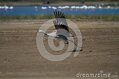 Common Crane bird taking off Stock Photo