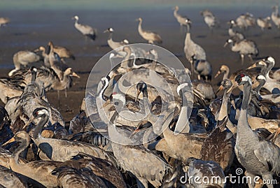 Common crane in Birds Natural Habitats, Hula Valley in Israel, a resting place for 500 million birds. Bird watching of Flocks of Stock Photo