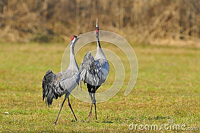 Common crane Stock Photo