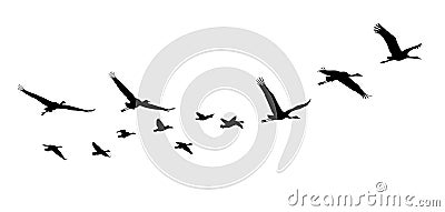 Common Crane and Goose in flight silhouettes Vector Illustration