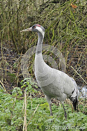 Common Crane - Grus grus Stock Photo