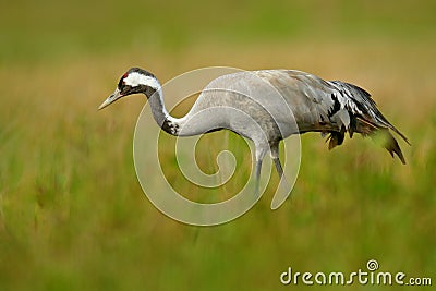 Common Crane, Grus grus, big bird in the nature habitat, Lake Hornborga, Sweden. Crane in the green grass. Wildlife scene from Eur Stock Photo