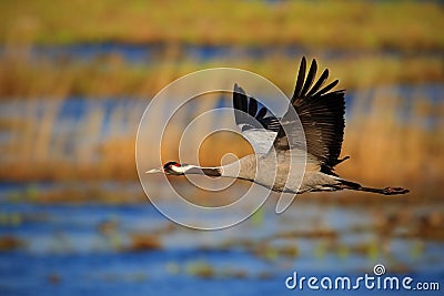 Common Crane, Grus grus, flying big bird in the nature habitat, Germany Stock Photo