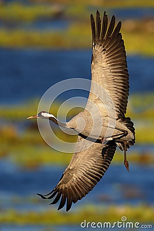 Common Crane, Grus grus, flying big bird in the nature habitat, Lake Hornborga, Sweden Stock Photo