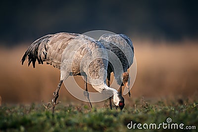 Common crane Grus grus young and adult bird looking for food. Autumn move of cranes in Hortobagy. Stock Photo