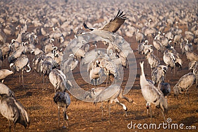 Common cranes Stock Photo