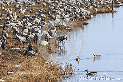 Common Cranes on field at the lake Stock Photo