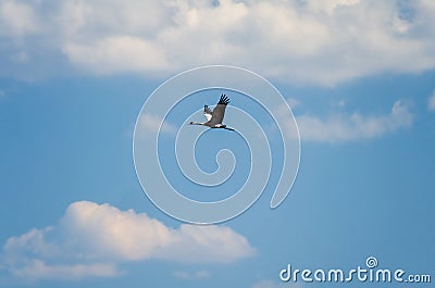 The common cranes (Grus grus), also known as the Eurasian crane, sing in the sky Stock Photo