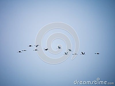 Migration of common cranes Stock Photo