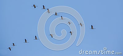 Common Cranes on migration Stock Photo